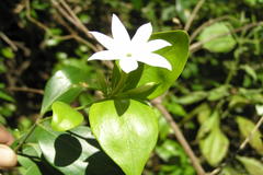 Jasminum cuspidatum